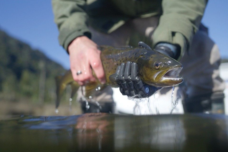 Second Nature - A Story About Freedom