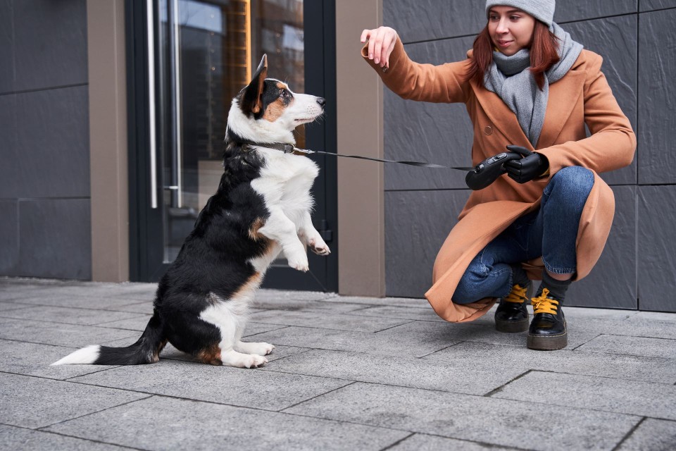 Good Pet Choices for Amputees